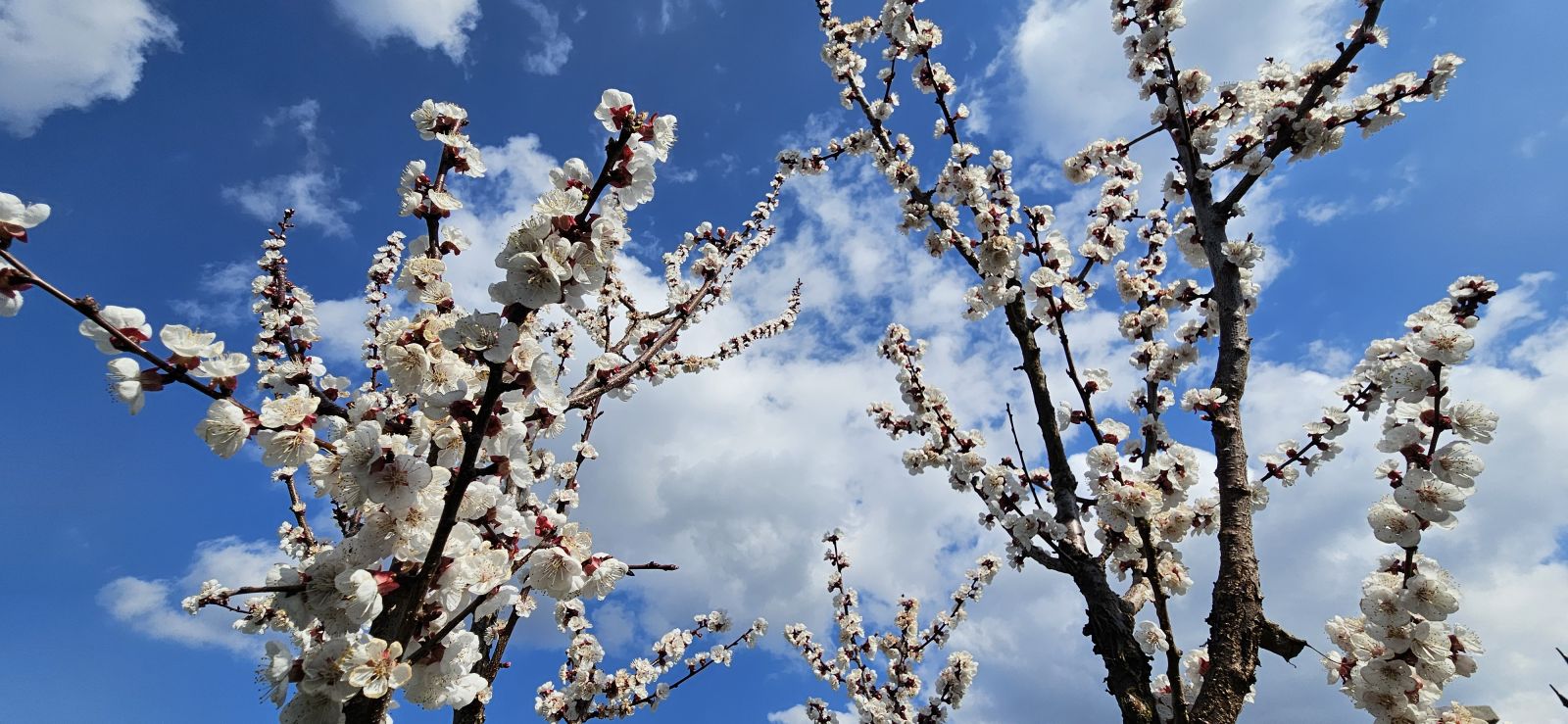 Výskyt mrazov v priebehu kvitnutia marhúľ na Slovensku