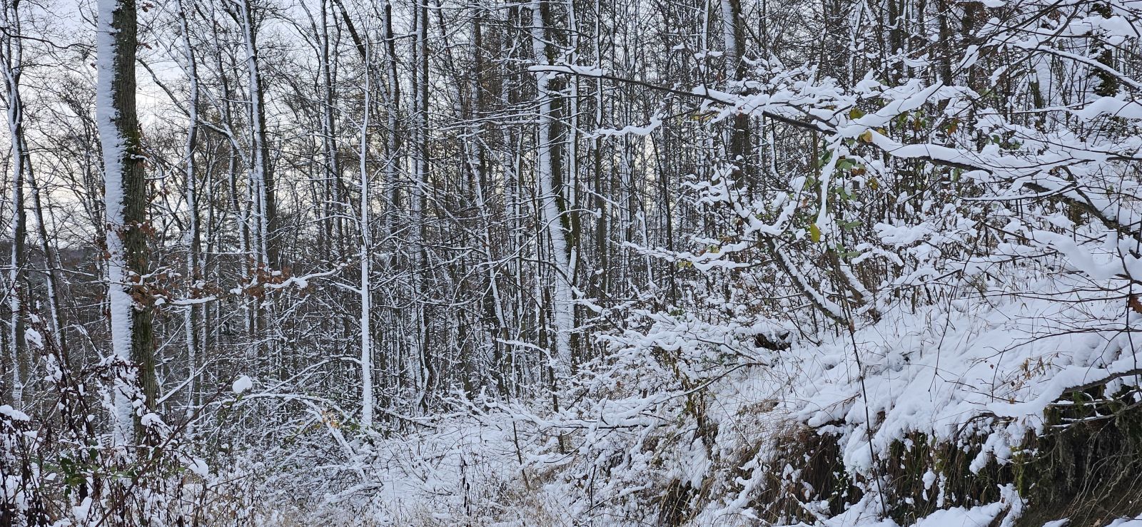 Fenologický monitoring v zime 2025/2026 