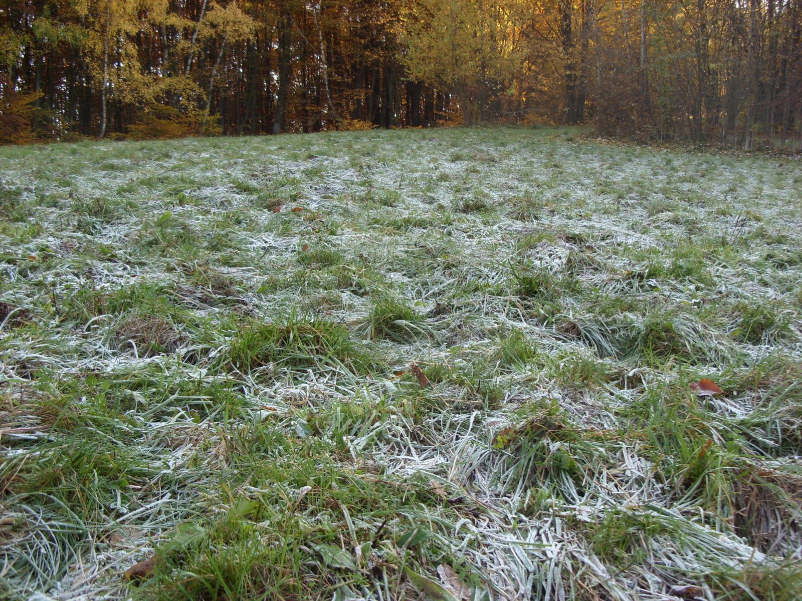 Pranostika Katarína na ľade a Vianoce na blate